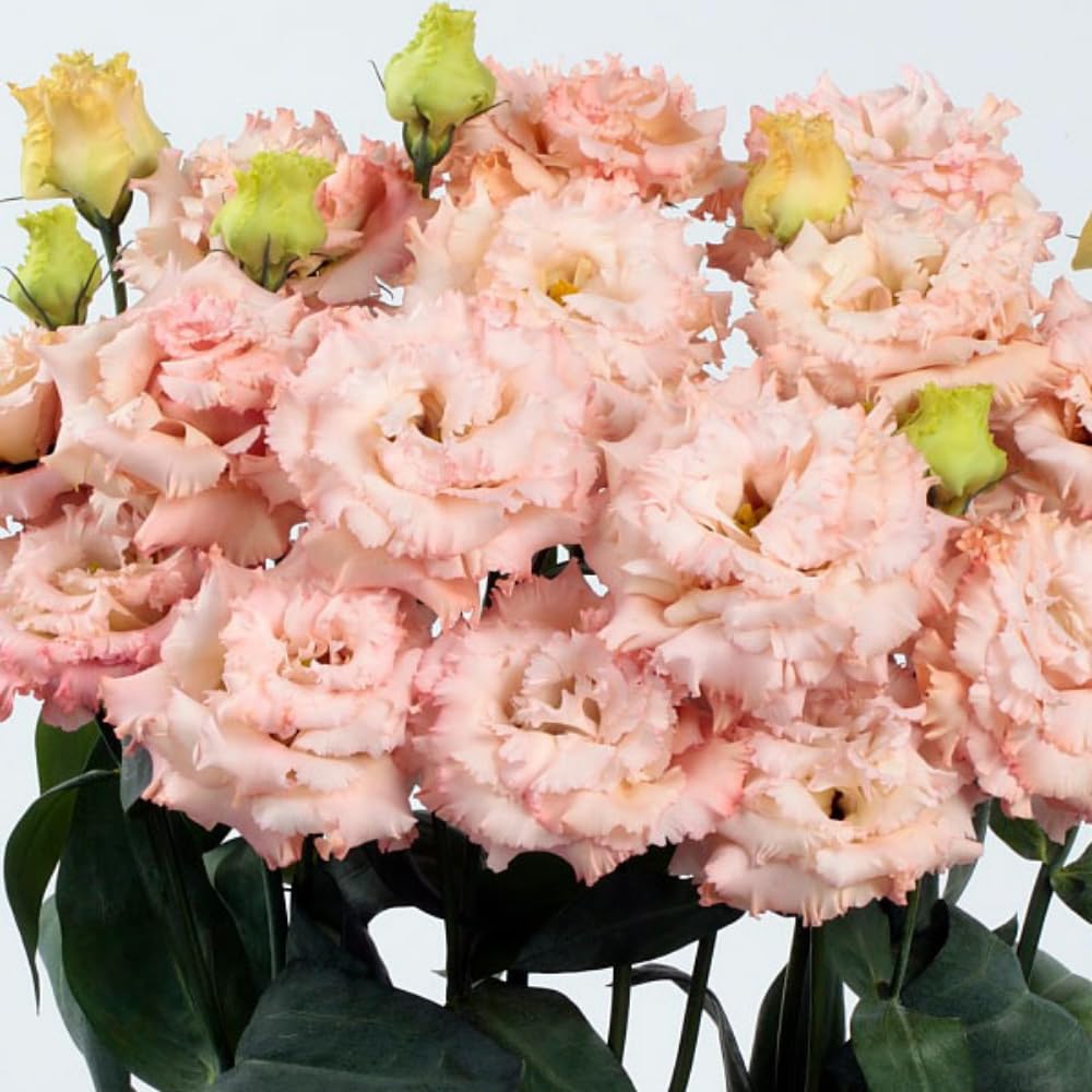 Apricot Eustoma Lisianthus Plants Live Plug Size, Well-Rooted 3-5" in Tall, Texas Bluebell, Thornless Love Rose Plant, Summer Fall Bloom