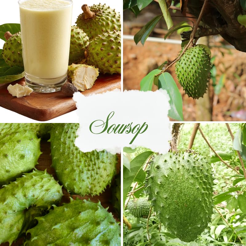 Live Soursop Tree Plant, Guanabana Soursop Tree, Hardy Tropical Plant, 2-3' in Height in 3 Gallon Pot for Growing, No Ship to CA