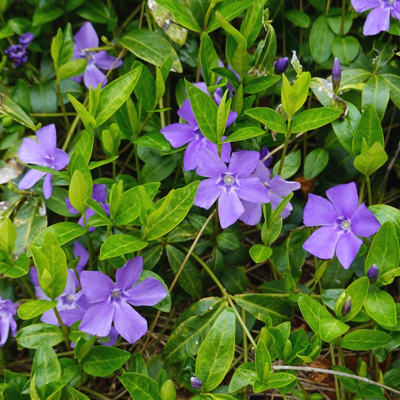 24 Vinca Plants, Vinca Minor Ground Cover Plant Periwinkle Plants Live, 6 to 8 Inc Tall, Vinca Well Rooted for Garden
