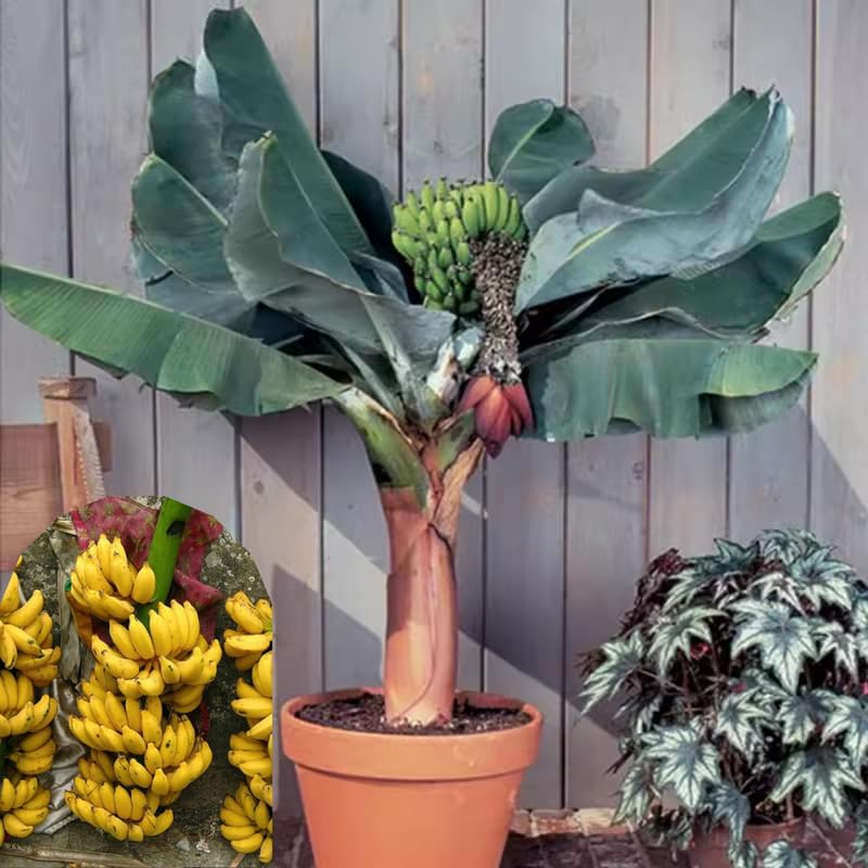 Yellow Banana Tree High Yield, Banana Live Plant Tropical Fruit, Easy to Plant Outdoor Banana Plants, 5-7 Inc Tall, Well-Rooted, No Pot, Winter Hardy