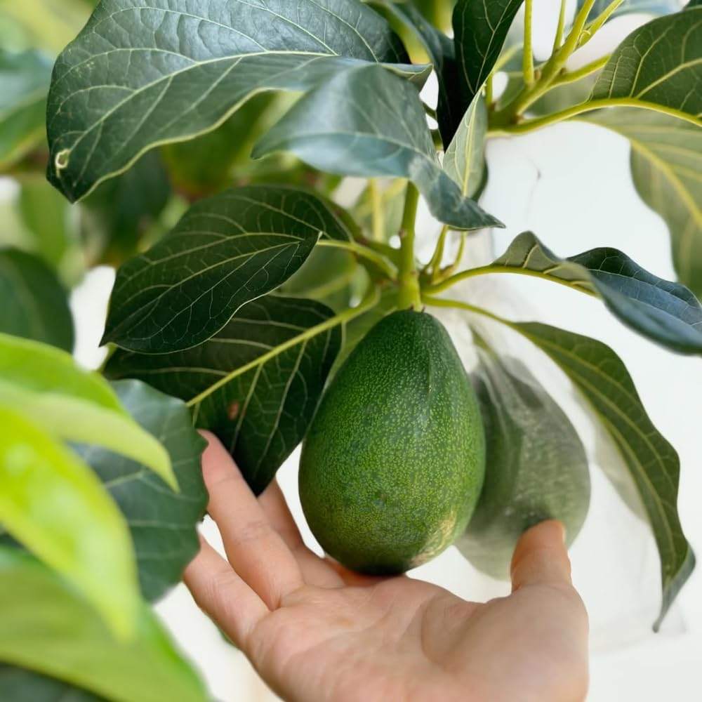 Avocado Tree Live Plant, Large HASS Avocado Plants Live in 3 Gallon Pot, Creamy Fruit, Cold Hardy Fruit Tree for Backyards, Home Orchard and Edible Gardening