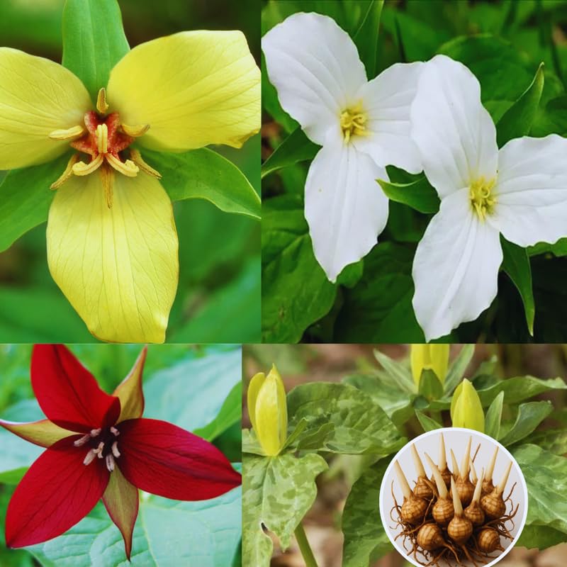 10 Assorted Trillium Bulbs for Planting, 3 to 5 Inches, Spring Flower Bulbs