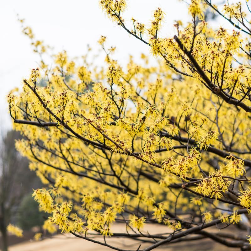 Witch Hazel Plant, Quart Pot, 6 to 12 Inch Tall Witch Hazel Tree Plants in Planting, Dormant in Winter
