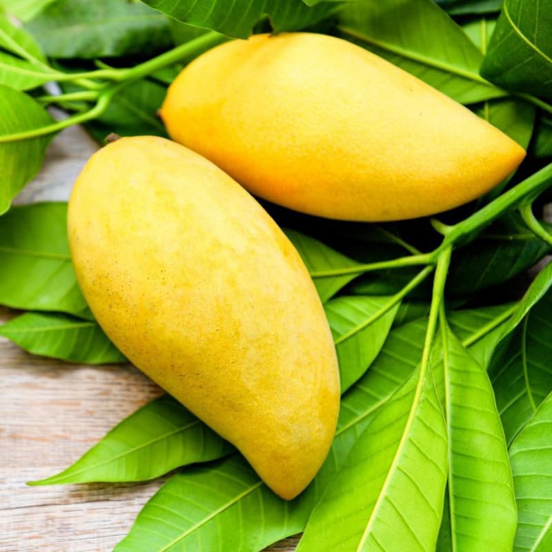 Mai Mango Tree Live Plant, Fully Rooted in 3 Gallon Pot, Tropical Mango Fruit Tree for Indoor or Outdoor Growing