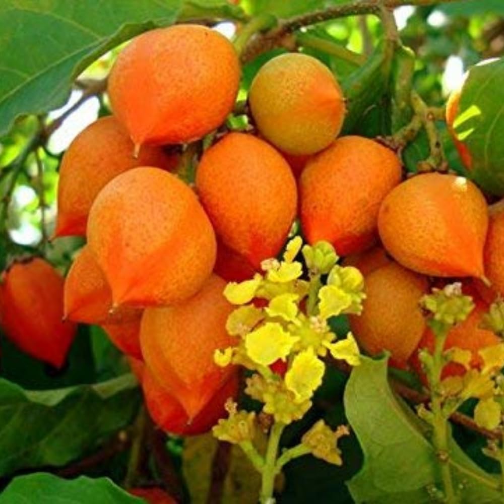 Peanut Butter Tree Live Plant from 4 to 6 Inch Tall, Peanut Seedling for Garden and Containers