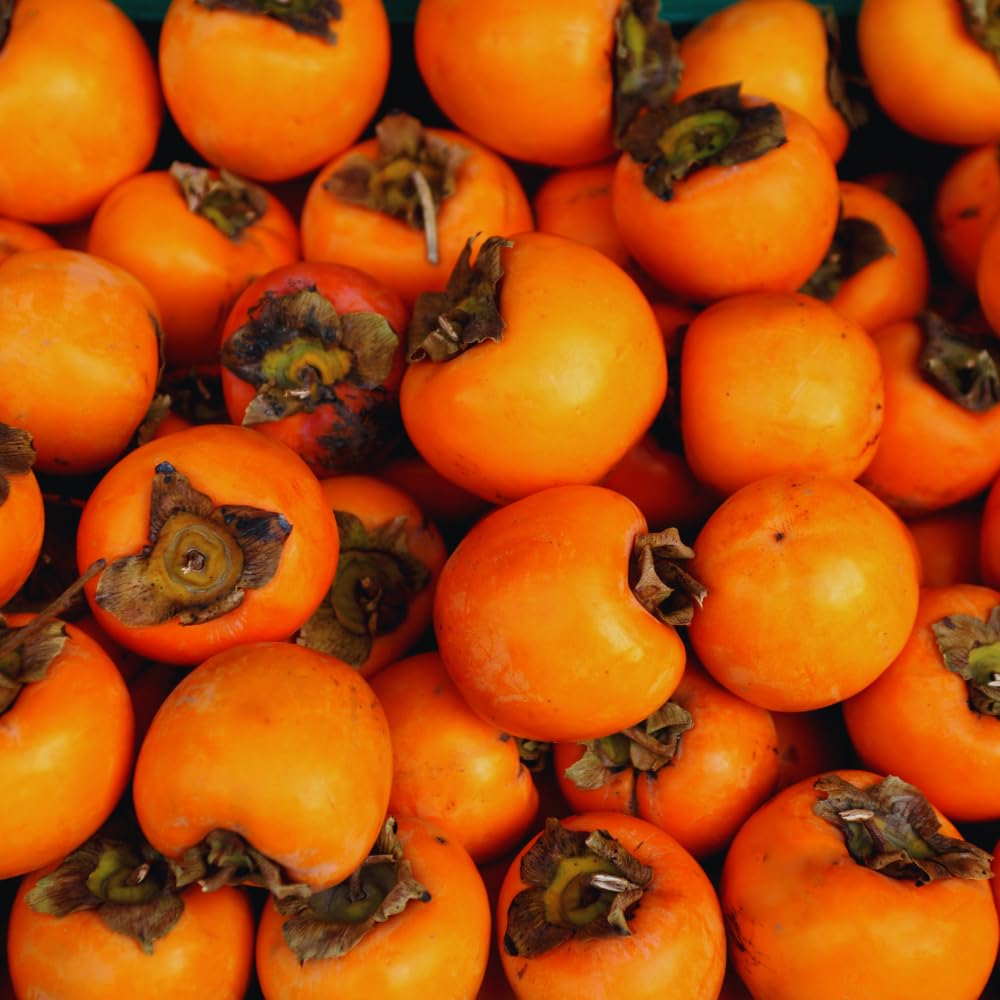 Persimmon Tree Live Plant, Sweet Persimmon Plant Live, 1 Feet Tall