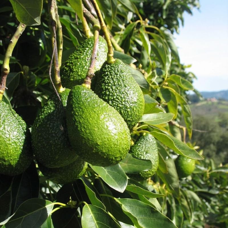 1.5-2.5 Feet Brown HASS Avocado Fruit Tree, Avocado Live Tree Plant to Grow Outdoor Indoor
