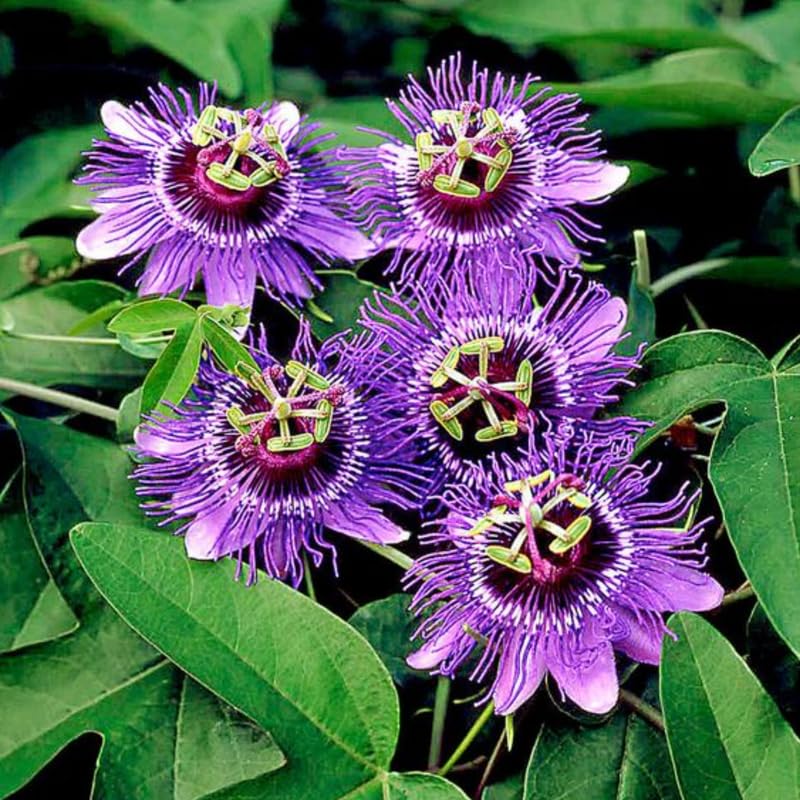Deep Purple Passion Flower Plant Live, Passiflora Vine for Garden, 4-8" Tall, Hardy Flowering Vine for Garden or Trellis