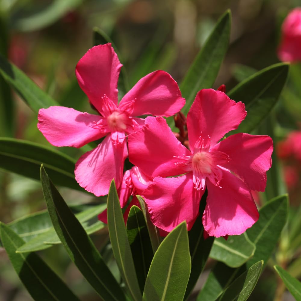 Pack 2 Pink Oleander Plants, 4-6 Inch Tall, Oleander Flower for Planting Outdoor