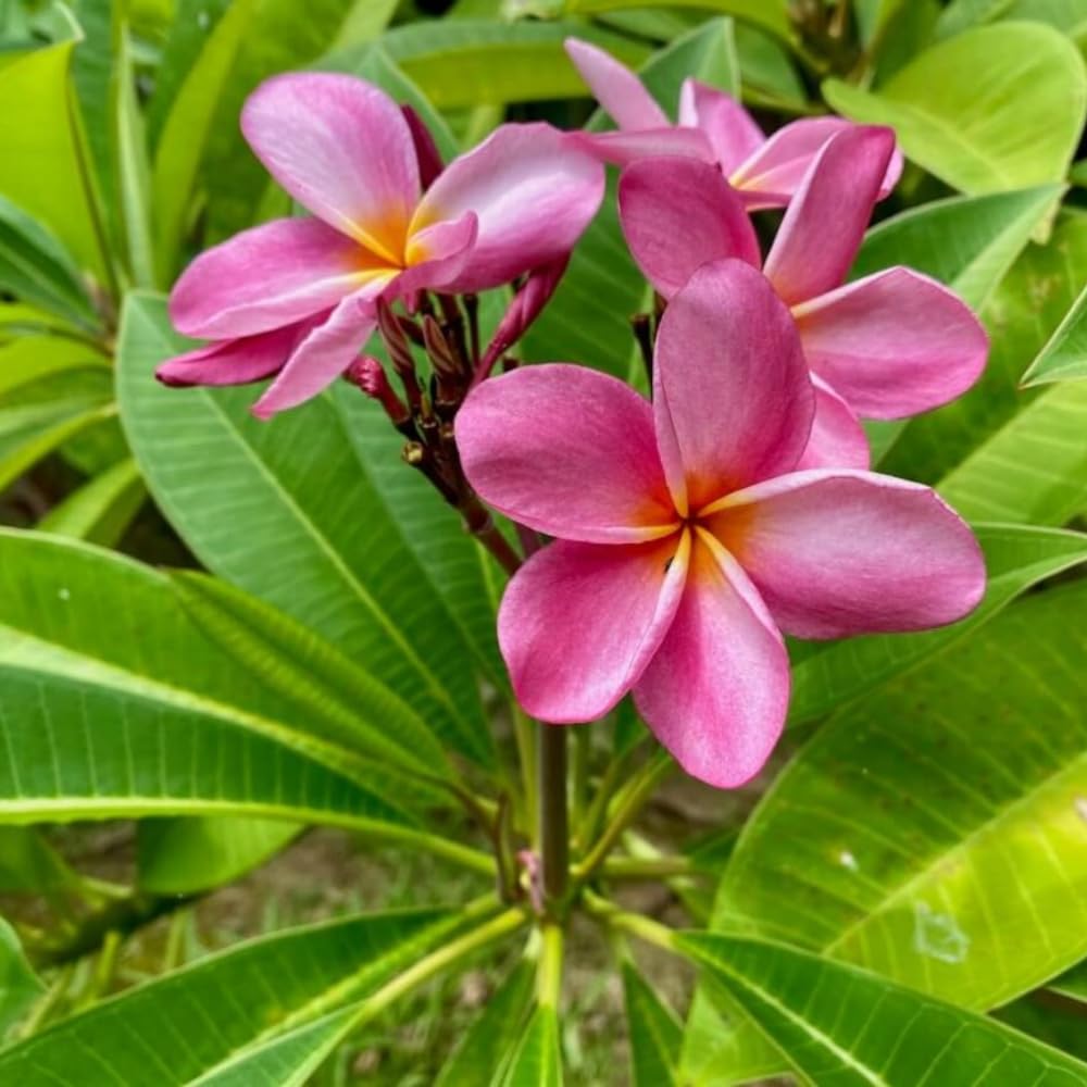 Set of 2 Plumeria Cuttings, Frangipani Plant, 12 Inch Live Cutting, Tropical Fragrant Blooms, Plumeria Frangipani Cuttings for Outdoor Growing (Deep Pink)