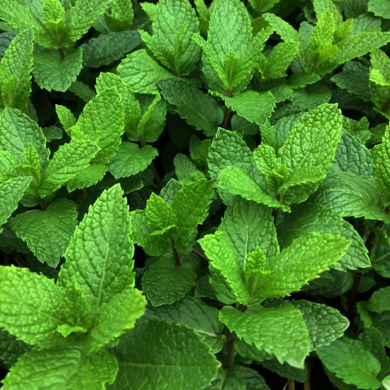 Set 4 Live Mojito Mint Plants for Planting, 4 to 8 Inch Tall Herb Live Plants, Fragrant Herb Mint Plant for Home Garden