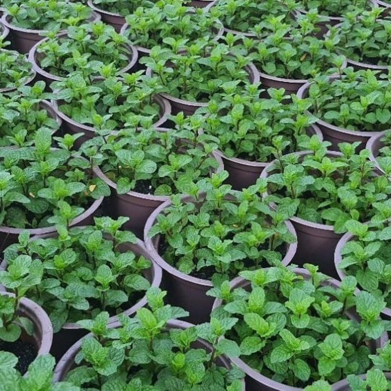Sets 3 Mixed Mint Plants Live Fast Growing for Spring Planting, Fragrant Culinary Herb Mint for Indoor Outdoor Gardening, Cold Hardy