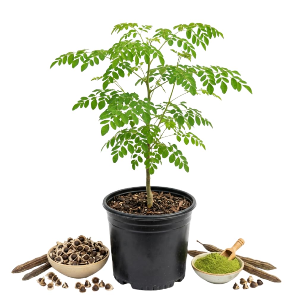Moringa Plant Tree in 1 Gal Pot, Live Moringa Trees Plants, 2 Ft Tall, Moringa Oleifera Drumstick Tree for Outdoor Indoor Planting, Well-Rooted, No CA