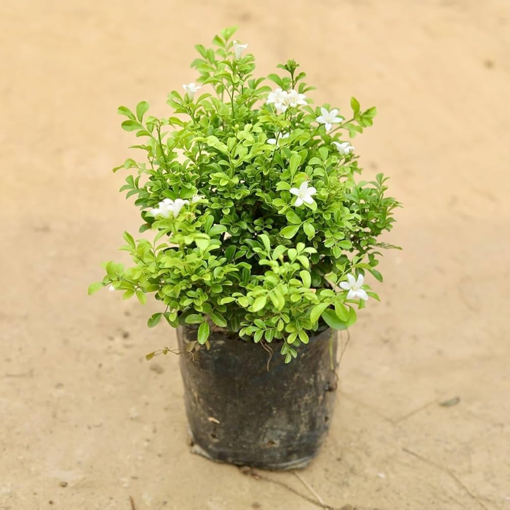 Orange Jasmine Plant Live, 2 Year Old Fragrant Jasmine Flowers, Hardy Tropical Flowering Shrub in 3 Gallon Pot, No Shipping to CA
