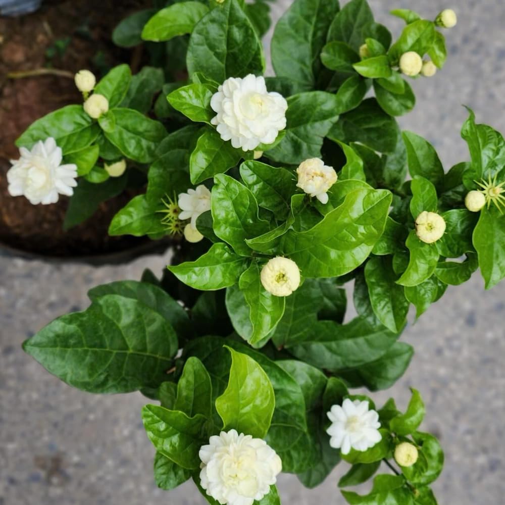 Jasmine Plant Live, Grand Duke Jasmine Live Plant, 3 Gallon Pot, 2-3 Feet Tall, Fragrant Flower Bush Gardening Outdoor