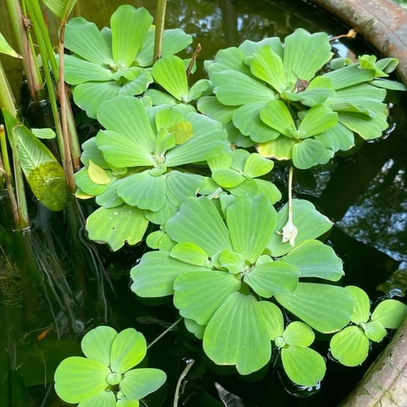 Water Lettuce Live Plant - Large Floating Water Lettuce Plant