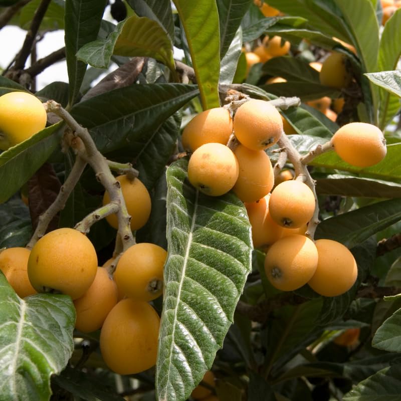 Loquat Tree Live Plant - 2-3 Ft Tall in 1 Gallon Pot, Sweet Loquat Fruit Tree for Outdoor Garden and Patio, No Ship to CA
