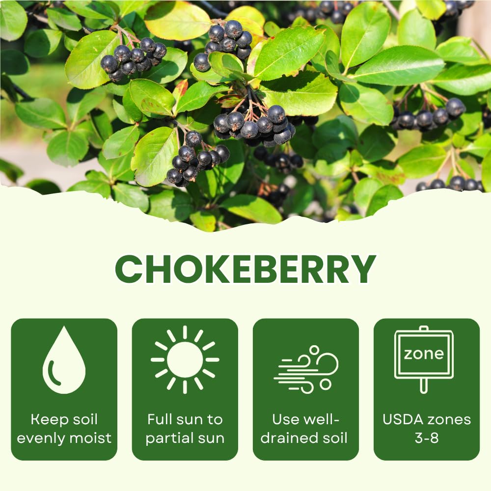 Set of 2 Chokeberry Bare Root Plants, Black Chokeberry Tree, 16 Inches Tall, 2–3 Year Old Fruit Bush, Hardy Shrubs for Outdoor Growing