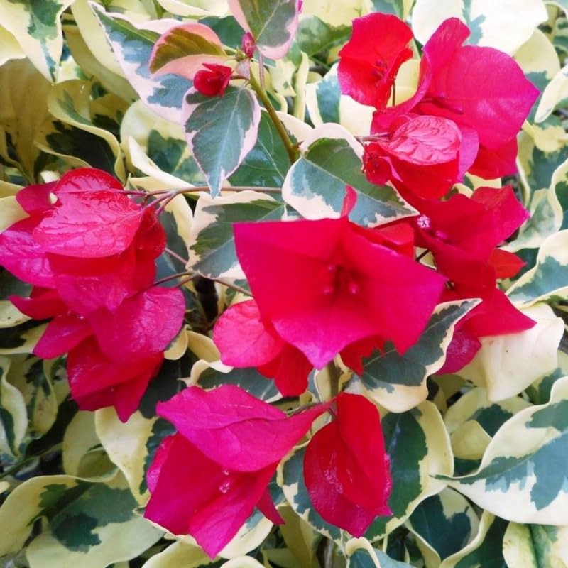 3 Bougainvillea Plants Live, 4-8” Tall Well-Rooted Bougainvillea Vine Flower Plants, Tropical Climbing Plants, No Pot