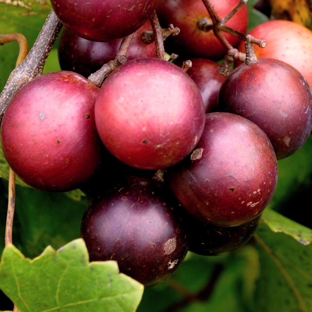 Sweet Muscadine Grape Vines Live Plants, Hardy Fruit Plant for Patio, Garden and Trellis Growing, 20-24 Inches Tall in 1 Gallon Pot, No Ship to CA
