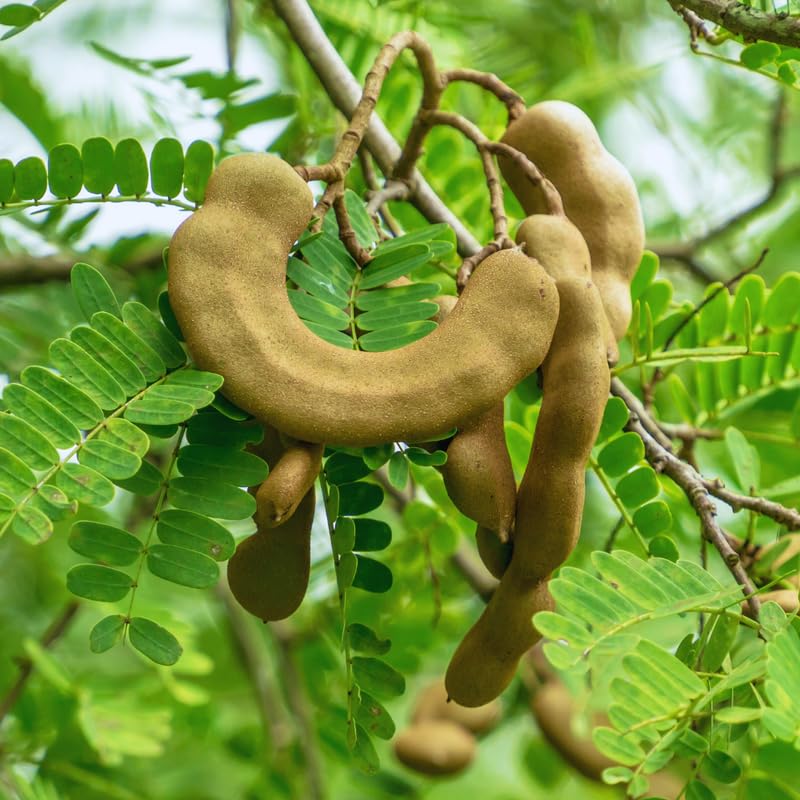 Tamarind Tree Live Plant, 2 to 3 Feet Tall, Live Tamarind Fruit Plant Live, 3 Gallon Pot