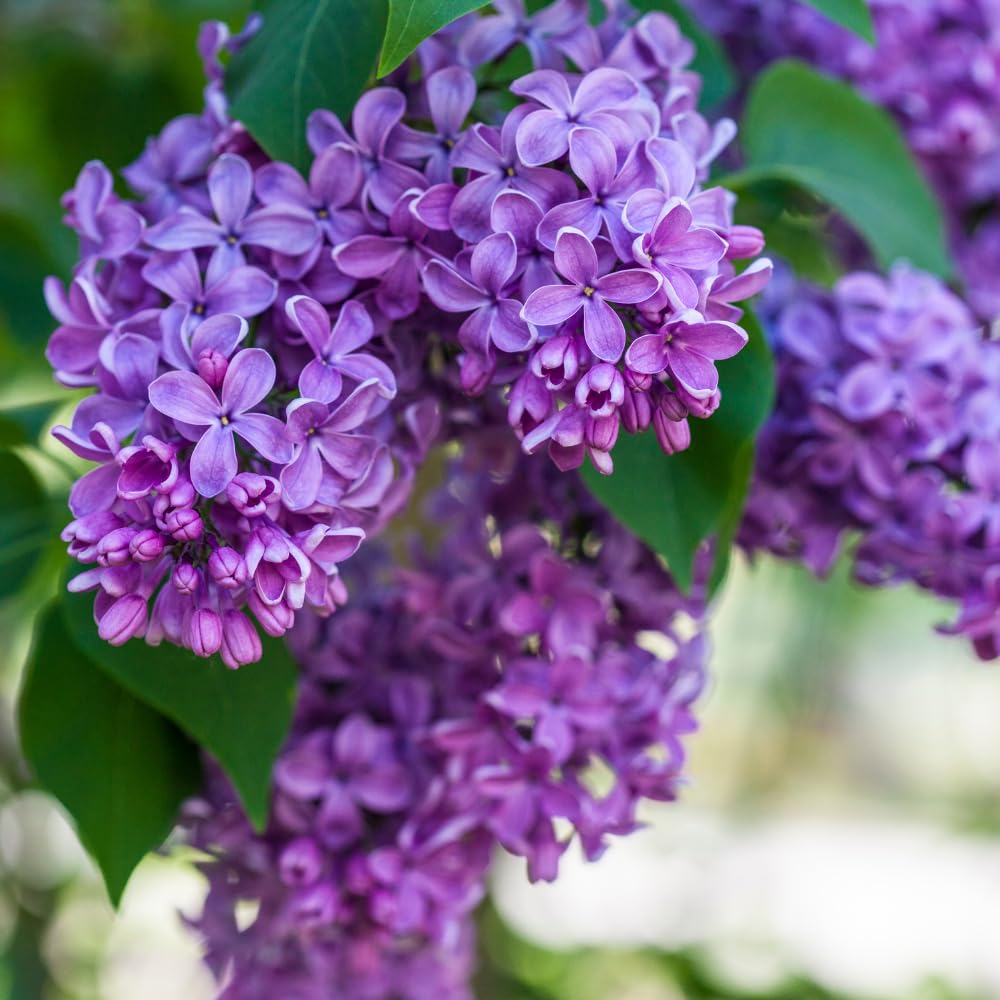 Purple Lilac Live Plant in 4 Inch Pot, Hardy Fragrant Lilac Shrub, Dormant in Winter, Outdoor Flowering Bush