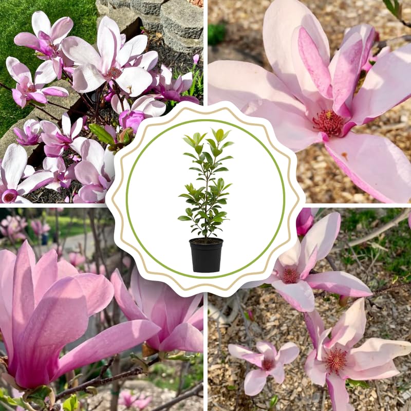 Jane Magnolia Tree Live Plant in 4-8 Inches, Fragrant Spring Blooms, Hardy Perennial Magnolia Flowers Potted Ready to Grow, Winter Dormant