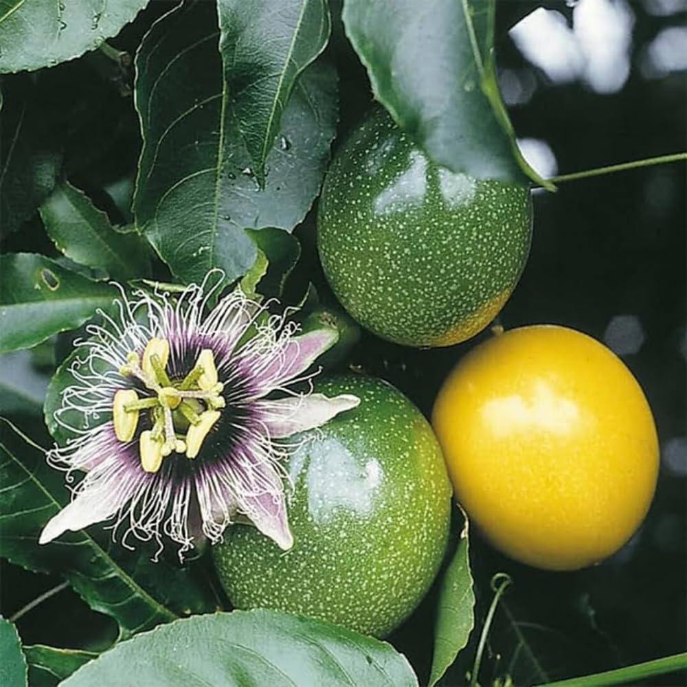 Passionfruit Plant, Passion Fruit Vine 5-8'' Tall, Hardy Fruit Tree Live for Home Gardens and Containers Planting (Yellow Passionfruit)