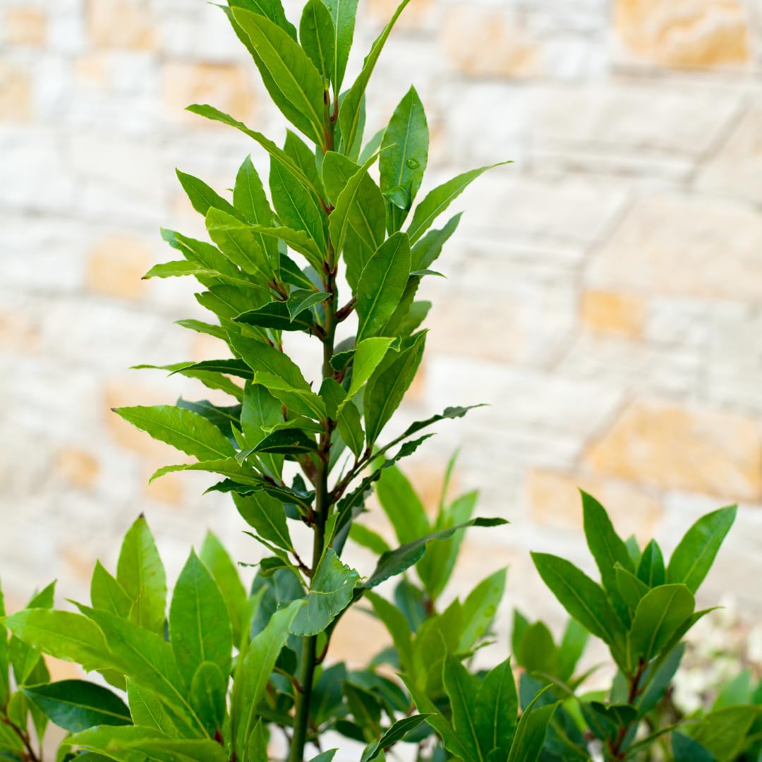 Bay Leaf Plant Live, Bay Laurel Tree Live Plant, Laurus Nobilis Sweet Bay Leaf Tree for Planting Indoor Outdoor