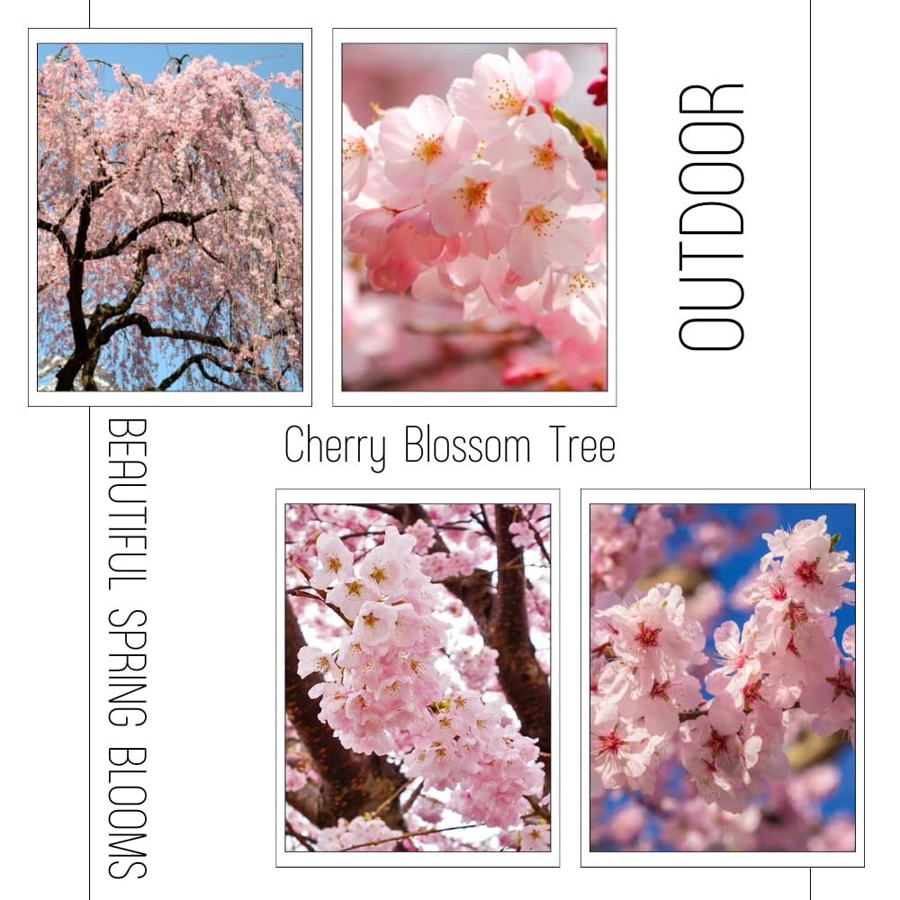 Cherry Blossom Tree Live Plant, 8-12" Tall, Ornamental Flowers for Outdoor Planting, in Pot (Light Pink Cherry)