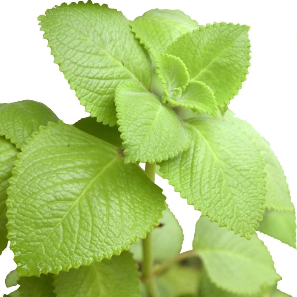4 Cuban Oregano Herb Plants Live, 4-6” Tall, Oregano Plants Live Well-Rooted for Easy Growing