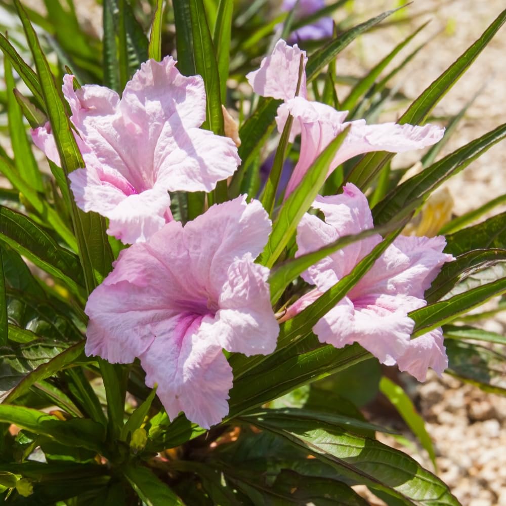 3 Pink Mexican Petunia Live Plants, Pink Petunia Flowers Seedlings, Petunias Live Plants, 4-8" Tall