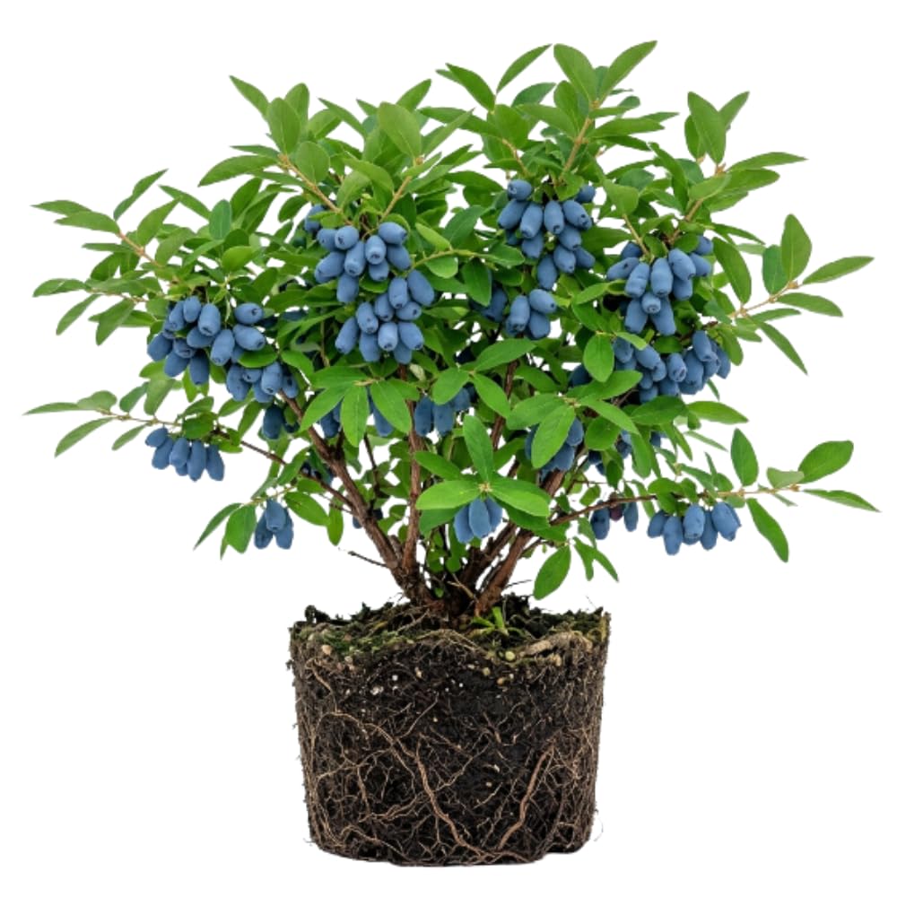 Haskap Plant Live, Edible Berry Bush Plant, 4-8 Inch Tall