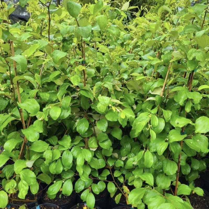 Live Thai Jujube Fruit Tree Live Plant in 3 Gallon, Date Tree 1-1.5 Ft Tall for Patio or Garden Spring Planting