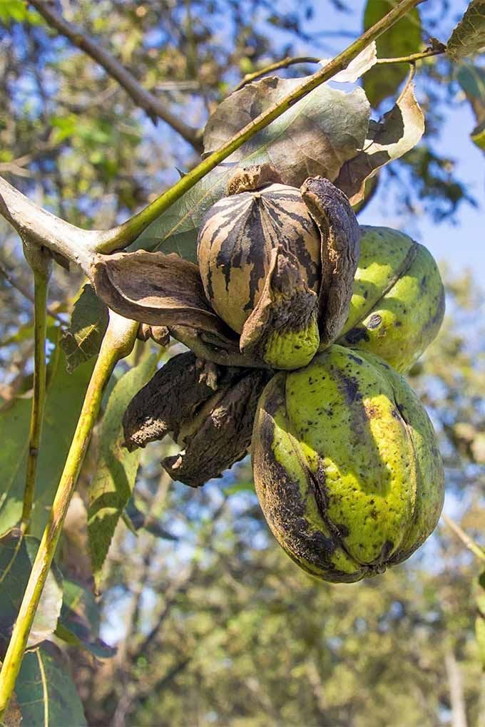 Live Pecan Tree Well Rooted 1.5-2.5 Feet Tall, Hardy Pecan Nut Tree Seedlings, Garden or Landscaping Planting