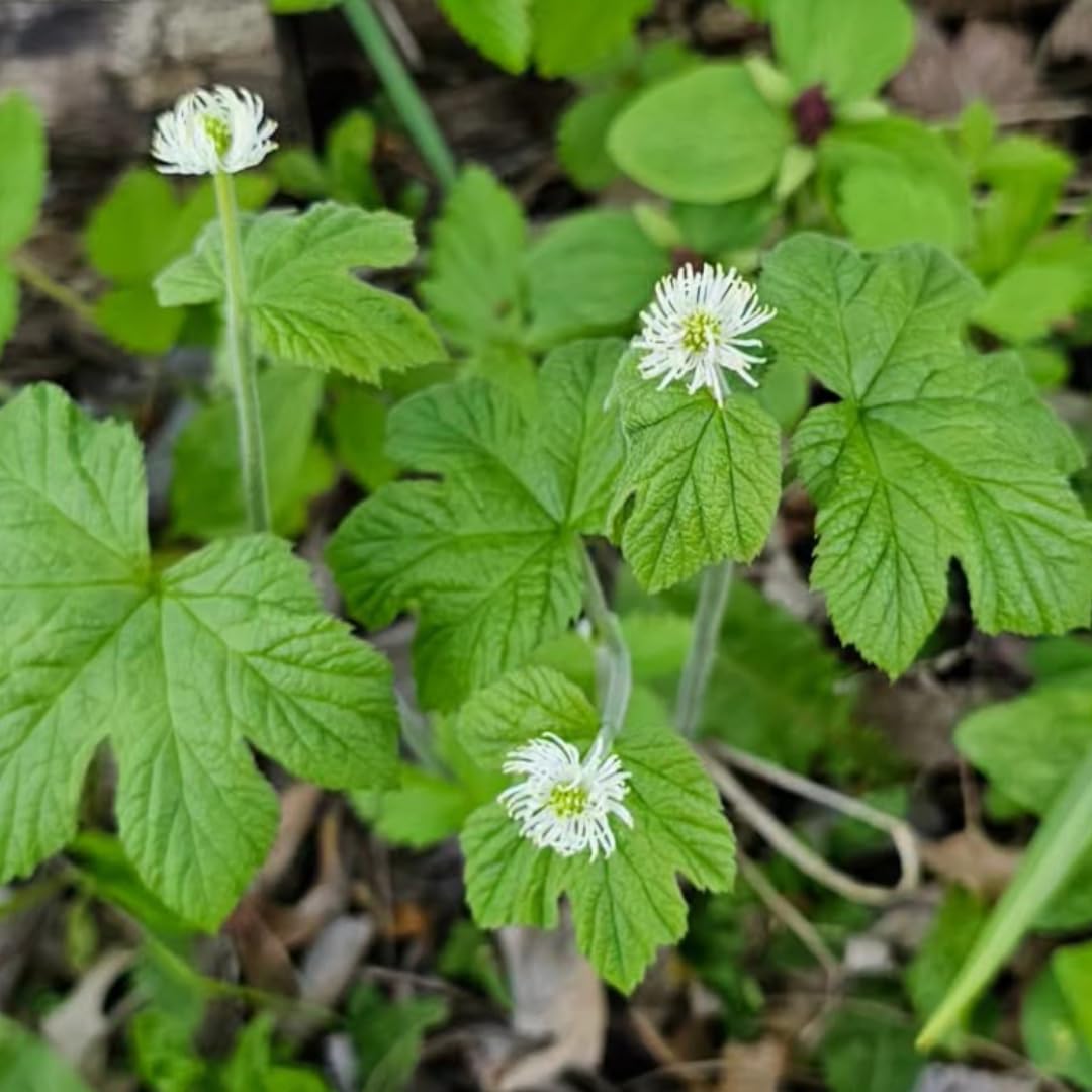 10 Golden Seal Plant Bare Roots for Planting, 3 to 5 Inches Tall, Goldenseal Plants Live