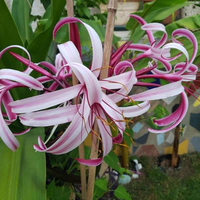 Queen Lily Plant, Fragrant White and Pink Blooms, Perennial Lily Flowers for Patio and Garden, 2-2.5 Ft Tall