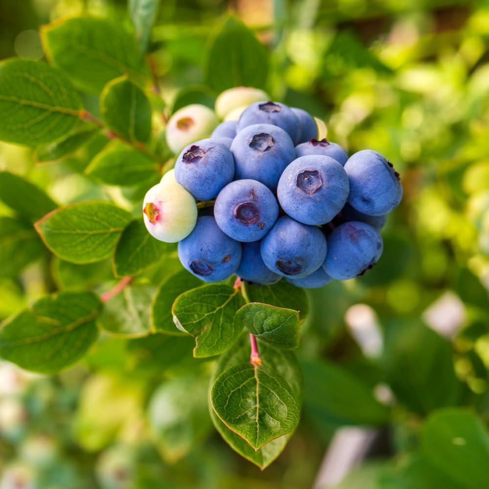 2 Blueberry Bushes Live Plant, 4-6'' Tall Well Rooted Plant, Sweet, High-Yielding, Hardy Blueberries for Garden or Containers (Jewel Blueberry)