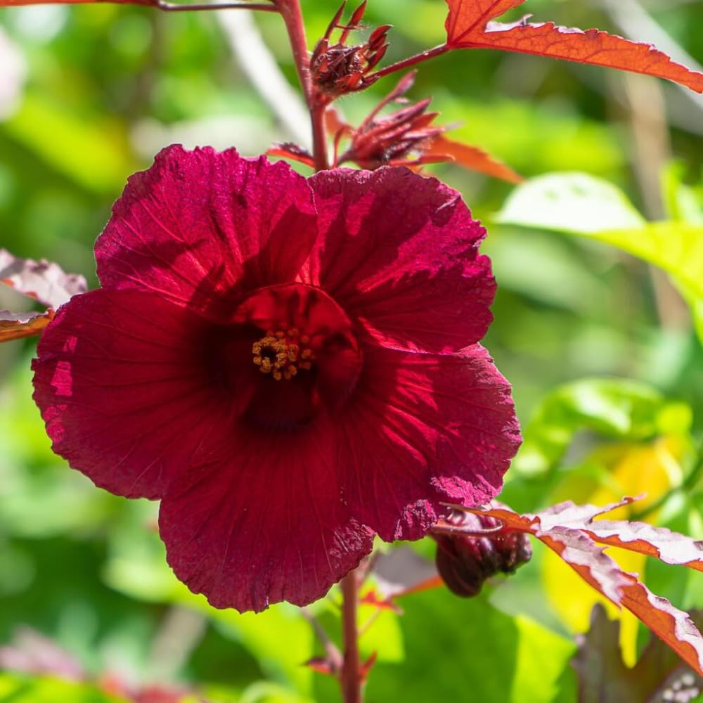 Set 2 Hardy Cranberry Hibiscus Plants, Red Hibiscus Flowering Plants, Indoor Outdoor Growing 4-6 Inches