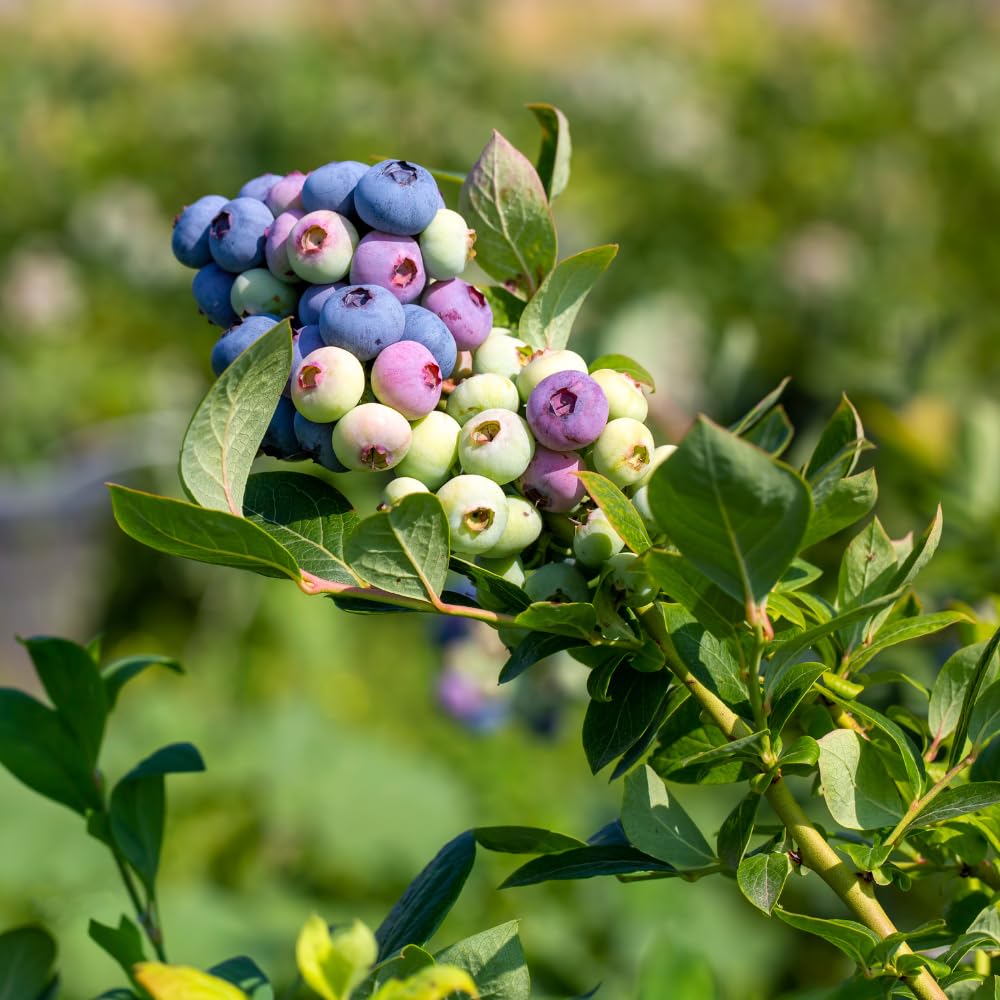 2 Blueberry Bushes Live Plant, 4-6'' Tall Well Rooted Plant, Sweet, High-Yielding, Hardy Blueberries for Garden or Containers (Jewel Blueberry)