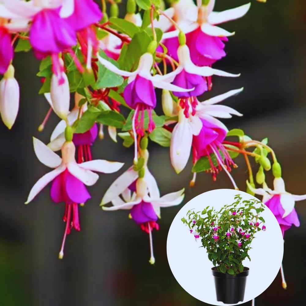 3 White Purple Fuchsia Live Plants, Fuchsia Plants Live, 4 and 8 Inc Tall, Gardening and Outdoor Patio