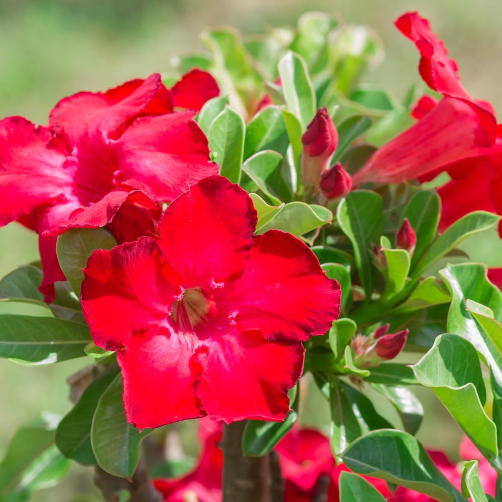 Pack 2 Desert Rose Plants Live, Adenium Desert Rose, Indoor Outdoor Planting from 4 Inches (2 Red)