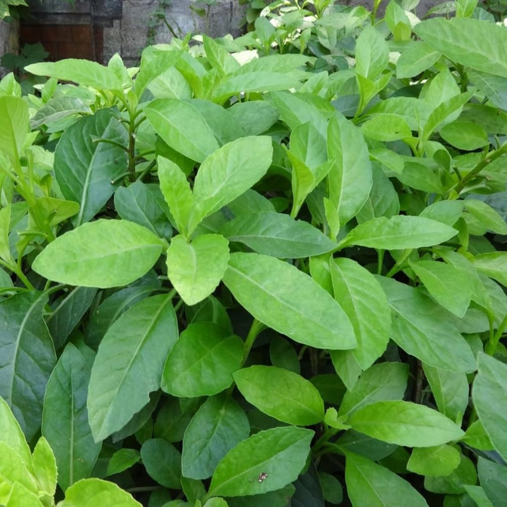 Pack of 2 Longevity Spinach Plants Live, 4-6” Tall, Spinach Seedling for Outdoor Growing