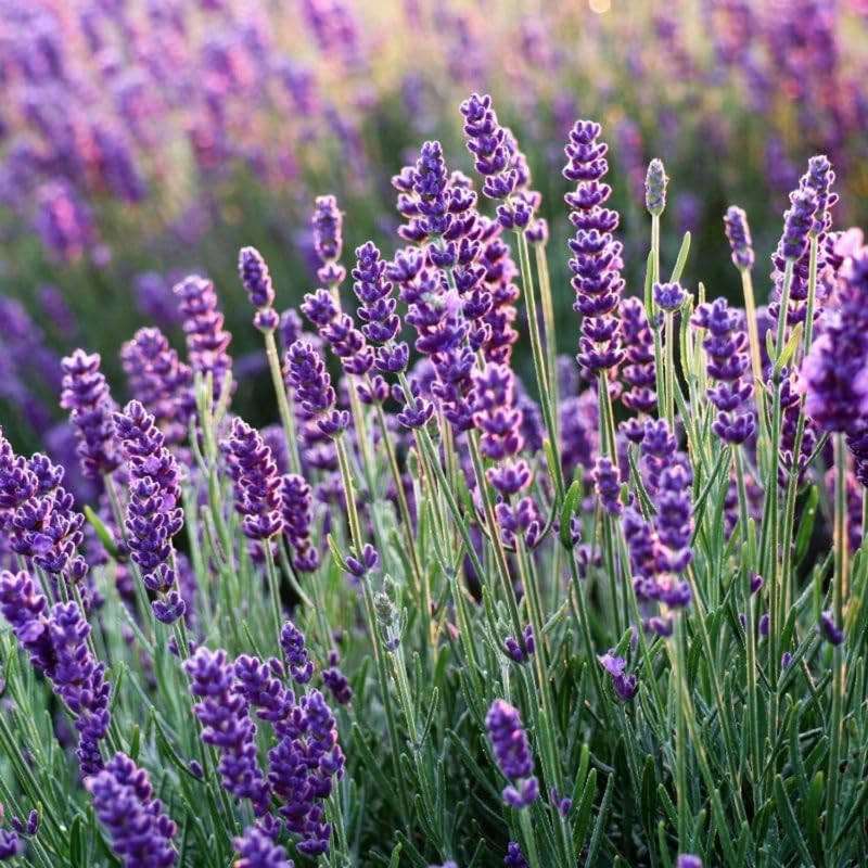 Pack 4 Grey Lavender Plants Live, 4–8" Tall, Fragrant Lavender Flower Lavandula Perennial Well-Rooted, No Pot
