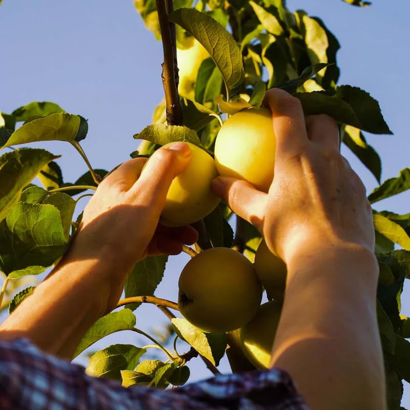 Live Golden Delicious Apple Tree 5 Gallon, Apple Fruit Tree 3 Ft Tall for Backyard Orchard Planting Spring