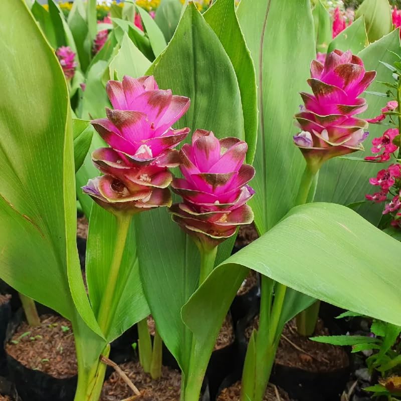 2 Yellow Turmeric Live Plants 4–7″ Tall, Curcuma Turmeric, Edible Root Herb Starter for Planting Outdoor