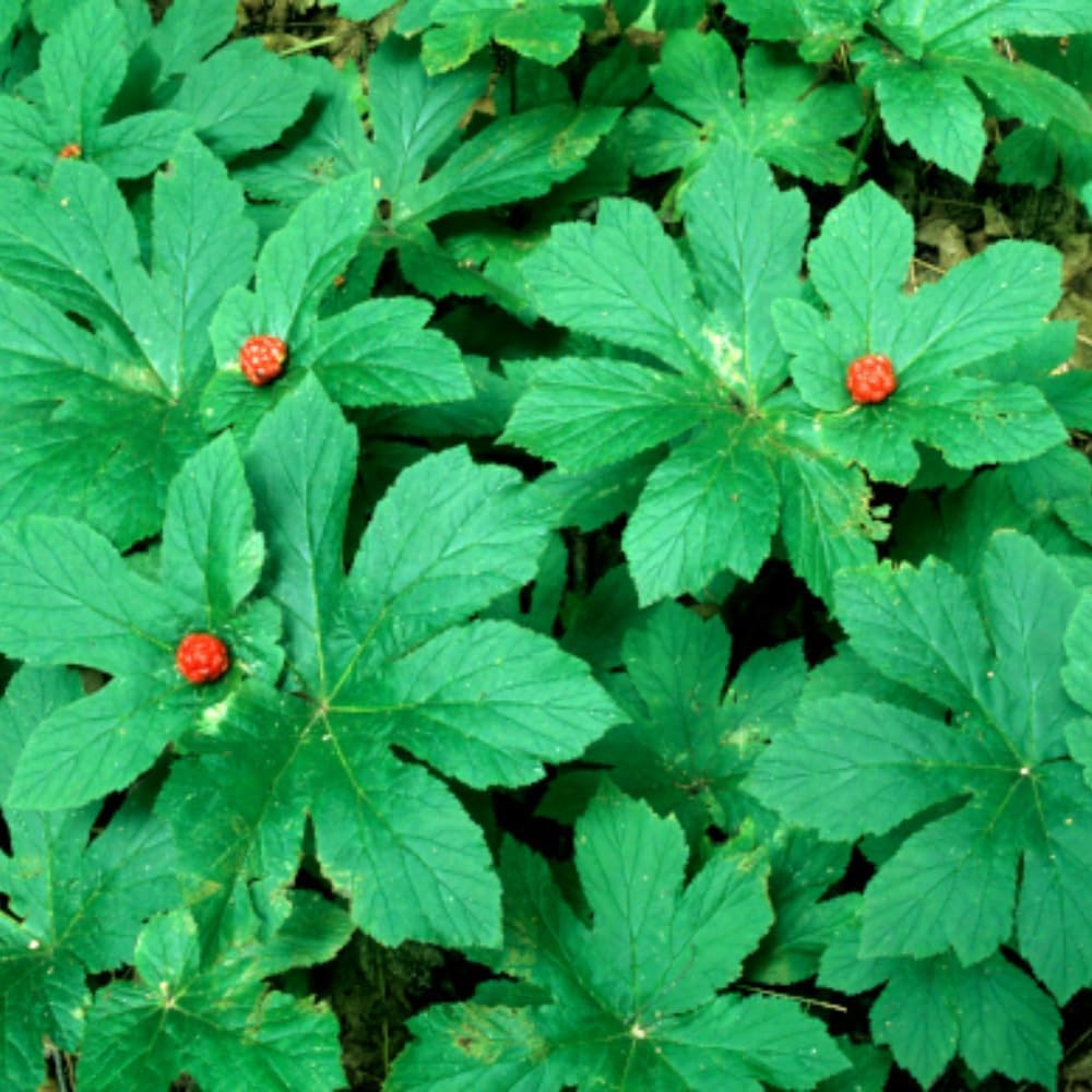 10 Golden Seal Plant Bare Roots for Planting, 3 to 5 Inches Tall, Goldenseal Plants Live