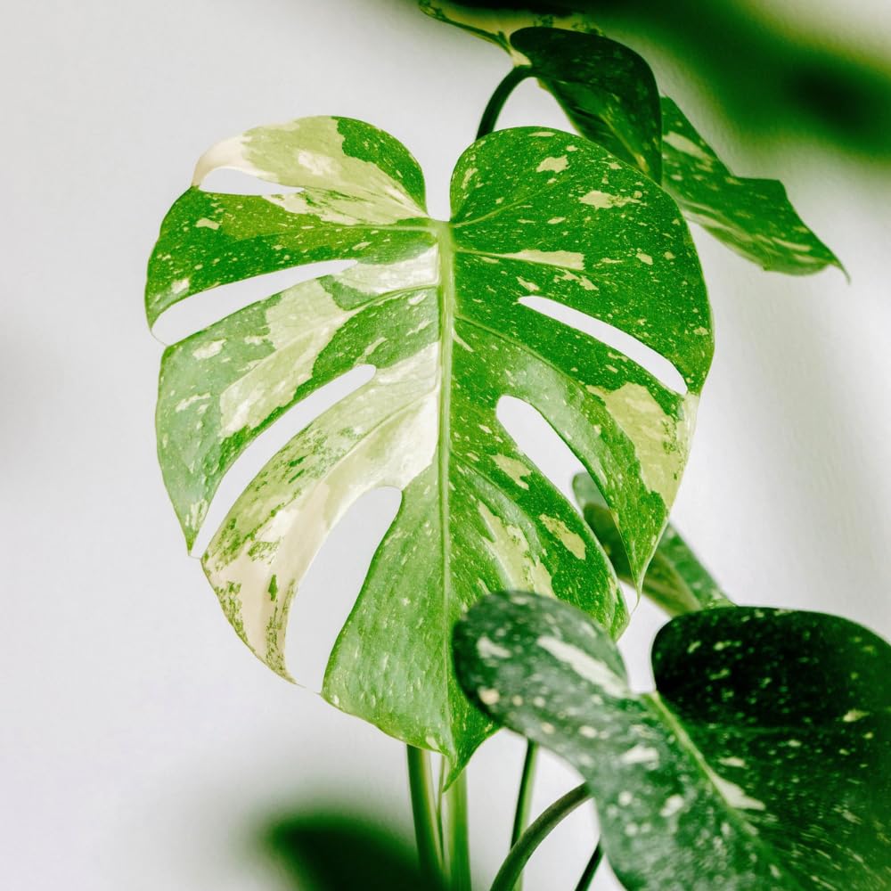 Constellation Monstera Plant Live, Rare Variegated Foliage Monstera, Live Indoor Philodendron Houseplant for Planting, 4-7 Inch Tall