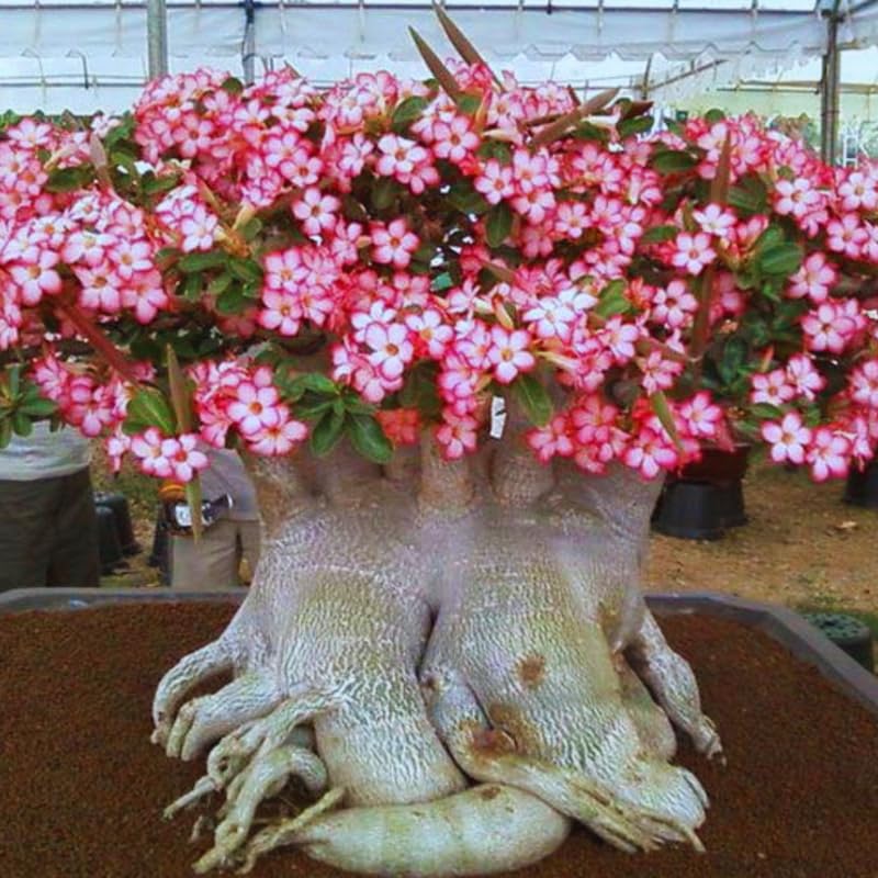 Pink Desert Rose Plant Live, Adenium Desert Rose Plant Live, 4 to 7 Inches Tall, Flowering Succulent Plant