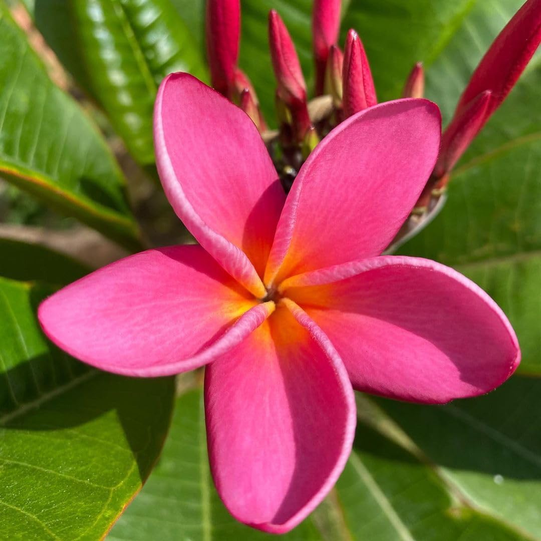 2 Plumeria Cuttings, Plumeria Frangipani Cutting for Planting Outdoor, Hardy, Fragrant Flowering Plants (Deep Pink Flowers)